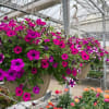 Hanging planter of bright pink petunia-like flowers in a greenhouse
