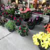 Our beautiful assortment of hanging baskets and patio pots come in a