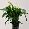 This 8-inch Peace Lily features glossy, dark green foliage and elegant white
