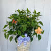 Striking vibrate orange blooms . Great for pots, patios, balconies or gardens