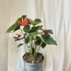 One of the cornerstones of indoor blooming plants, the Anthurium is a