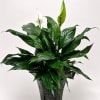This 6-inch Peace Lily features glossy, dark green foliage and elegant white