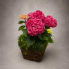 
Make a lasting impression with our Pink Point Hydrangea Moss Basket &mdash;