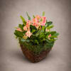 
Discover something truly unique with our Coral Euphoria Garden bas &mdash; an