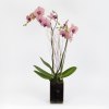 One large Peach Phalaenopsis orchid planted in a clear glass container lined