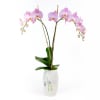 Beautiful purple orchid planted in the perfect container to let your mom