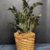 Potted green plant in a woven basket planter