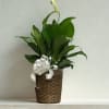 To make an unforgettable impression, a towering, nearly one-meter-high peace lily is