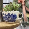 Our Tea Cup Succulent Arrangements are the sweetest little gift for any