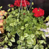 Bright red geranium clusters rise above a cascade of variegated green leaves
