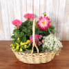 Basket of assorted flowering plants in pink, yellow, and white arranged in a woven wicker basket