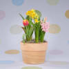 The Spring Trio Delight brings the joy of a blooming garden into