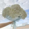 A bouquet of white hydrangeas wrapped in light blue paper. 

Flower types