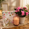 A luxurious and relaxing gift set featuring a vibrant blooming azalea plant
