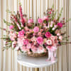 A lavish cascade of pink, white, and green, this Fairy Garden flower