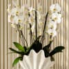 A cascade of white orchids creates a serene, modern centerpiece perfect for