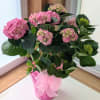 Live blooming pink hydrangea plant 