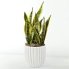 With its tall, swordlike leaves, Snake Plants are beautiful and distinct plants