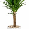 Add a touch of modern tropical elegance to any home or office