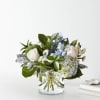  Pet Friendly?
No . Delphinium can be toxic to cats and dogs.