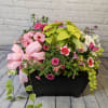 Mixed flowering planter in a black container with a pink ribbon bow