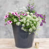 We will select a beautiful mix of cool palette of seasonal outdoor