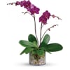 Simply glorious! The elegant dance of purple or white  phalaenopsis orchids