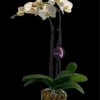 A double-stem white phalaenopsis orchid plant potted elegantly with moss in a
