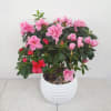 Upscale ceramic planter with pink Azalea plant. Pictured is the exact plant