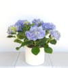 Beautiful blue hydrangea in a white ceramic pot. 
Modern and contemporary feel