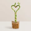  Pet Friendly?
No - While popular as a houseplant, Lucky Bamboo is