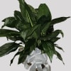 A lush, upright peace lily plant arranged in a woven basket-an elegant