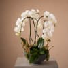 Send the magic of this stunning arrangement that is sure to make