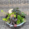 This terrarium is planted in a 10" glass dish and includes five