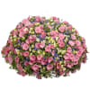 Calibrachoa need good drainage to perform well so they are best grown