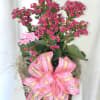 Pink flowering plant in a woven basket with a large ribbon bow