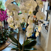 A premium single colored orchid in clear glass lined with moss.