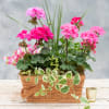 Pink geraniums in a woven basket with trailing variegated foliage and a plaid ribbon