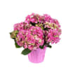 A dreamy pastel colored hydrangea plant, come in a 6" pot. Perfect