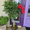 A unique gift for any occasion! A potted hibiscus plant that is