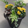 Potted plant with yellow blooms and mixed foliage in a black container