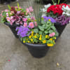 Colorful mixed potted flower arrangements in black planters