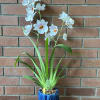 Potted orchid plant with pale blue-white flowers in a blue ceramic pot