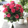 A lush tower of 25 hot pink roses gathered tight in a