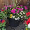 Colorful potted petunia arrangement in a black planter
