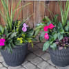 Two potted mixed flower planters with pink blooms and tall grass-like foliage