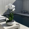 White orchids in a shallow bowl planter on a concrete table