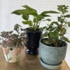 A sweet little plant surprise! We&rsquo;ll choose a 4" plant and decorative