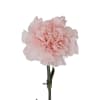 Carnations bunch mix 