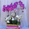 Beautiful basket of purple and white orchids.